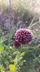 Allium amethystinum