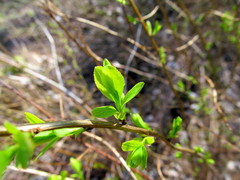 Spiraea chamaedryfolia
