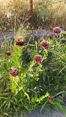 Allium amethystinum