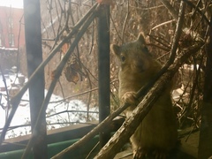 Sciurus niger