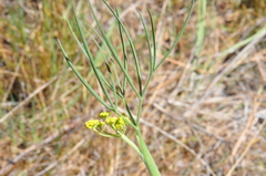 Lomatium ambiguum