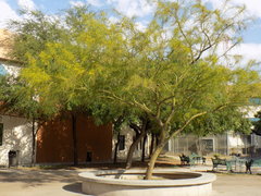 Parkinsonia aculeata