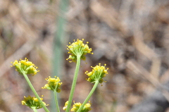 Lomatium ambiguum