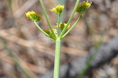 Lomatium ambiguum