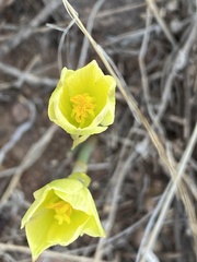 Zephyranthes longifolia