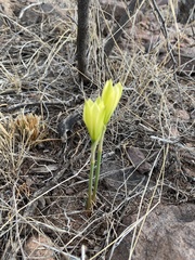Zephyranthes longifolia