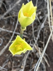 Zephyranthes longifolia