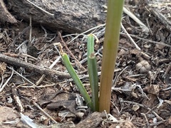 Zephyranthes longifolia
