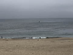 Eschrichtius robustus