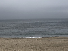 Eschrichtius robustus