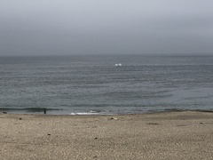 Eschrichtius robustus