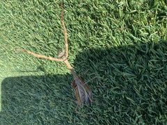 Archimantis quinquelobata