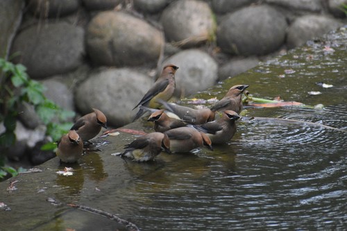 Cedar Waxwing photographed in Montana