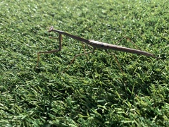 Archimantis quinquelobata