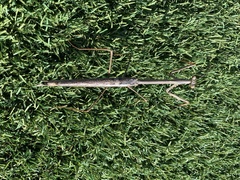 Archimantis quinquelobata