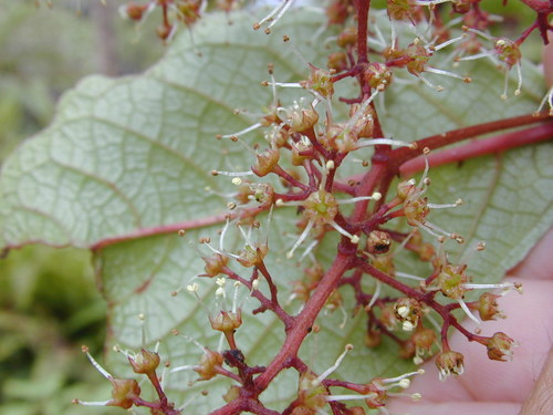 Perrottetia sandwicensis