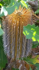Banksia quercifolia