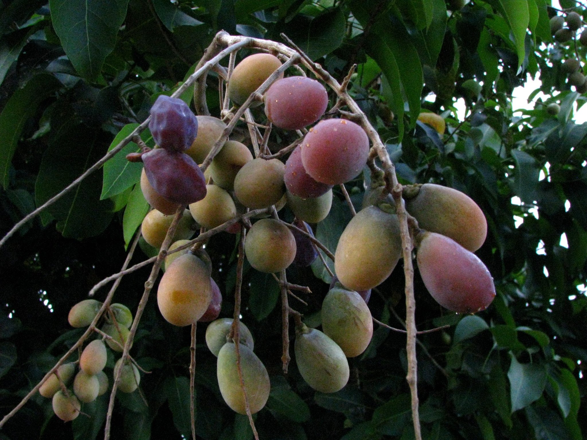 Sapindus oahuensis