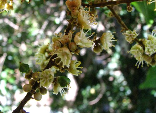 Sapindus oahuensis
