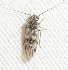 Hyalopsocus striatus