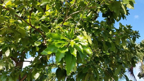 Sapindus oahuensis