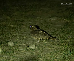 Caprimulgus jotaka