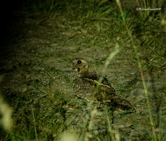 Caprimulgus jotaka