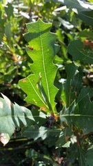 Banksia quercifolia
