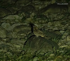 Caprimulgus jotaka