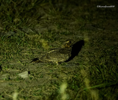 Caprimulgus jotaka