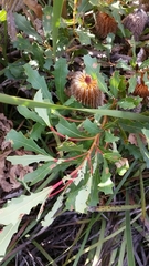 Banksia quercifolia