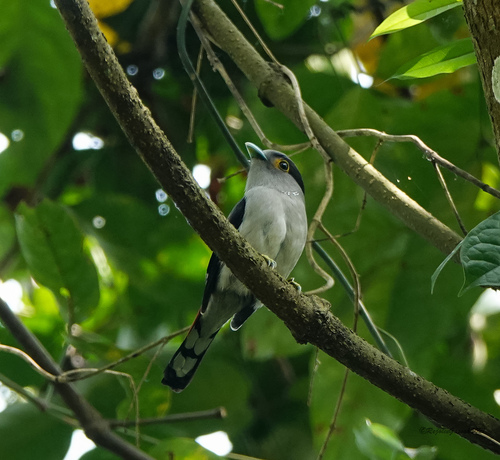 Grey-lored Broadbill (Serilophus rubropygius), photo 10