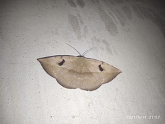 Hypopyra vespertilio