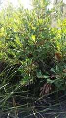 Banksia quercifolia