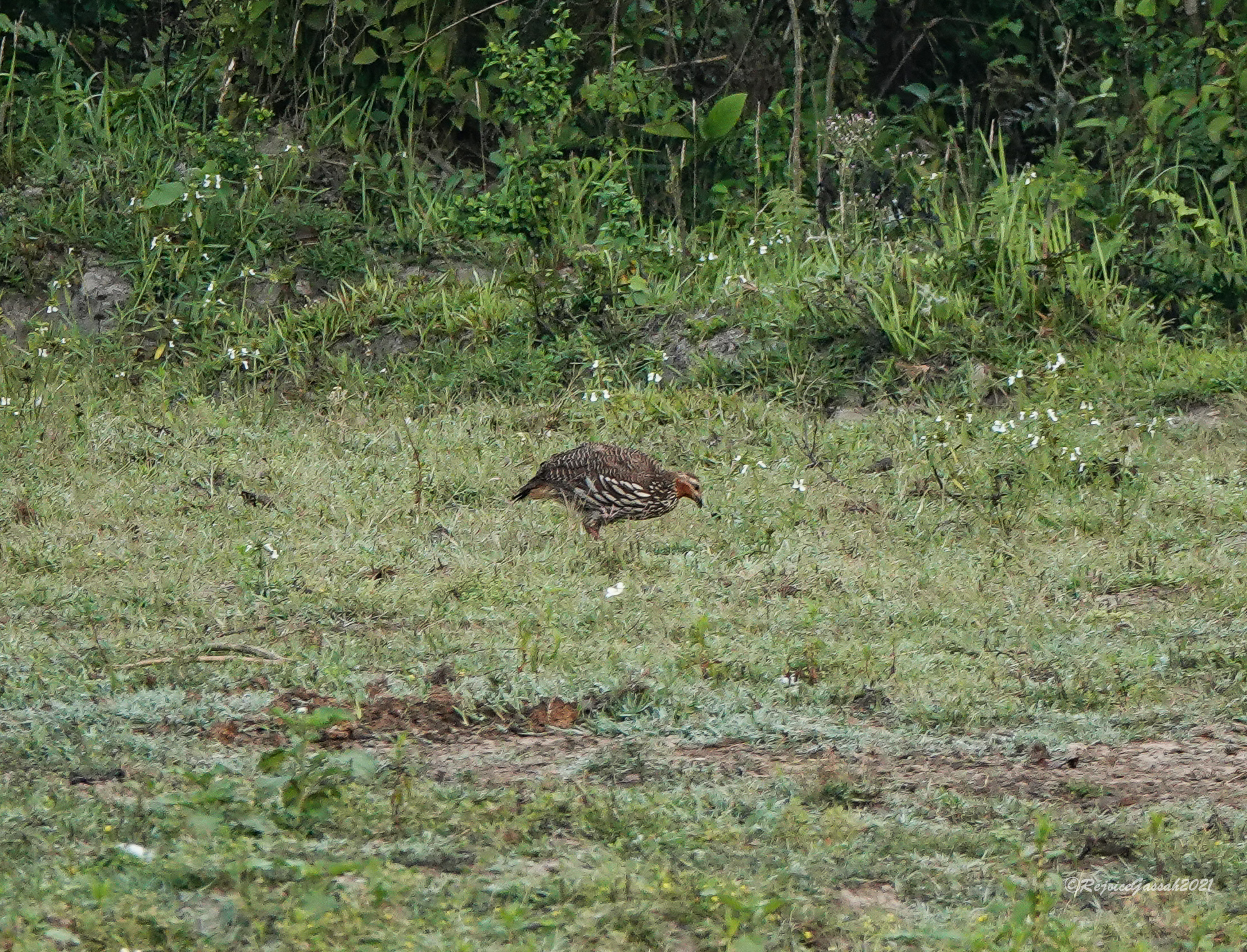 Swamp Francolin (Ortygornis gularis), photo 6