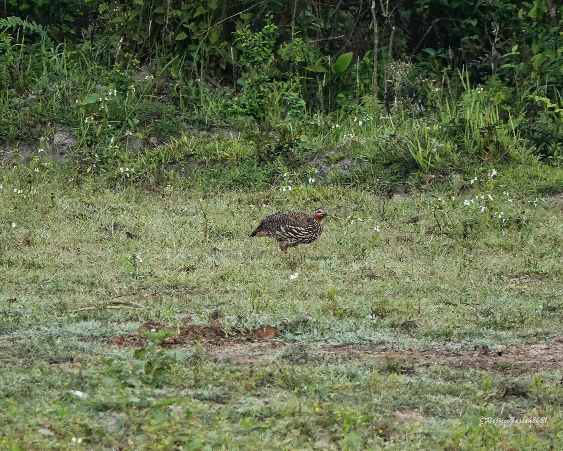 Swamp Francolin (Ortygornis gularis), photo 7