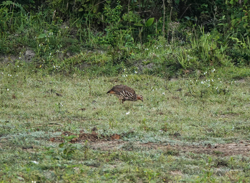 Swamp Francolin (Ortygornis gularis), photo 10