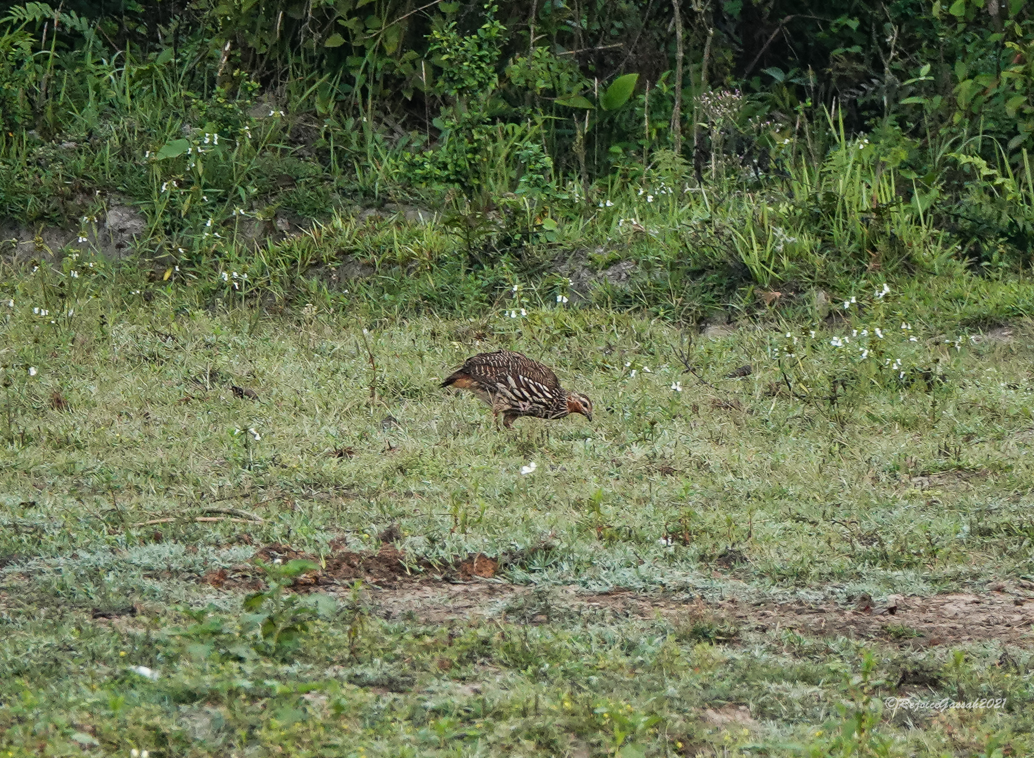 Swamp Francolin (Ortygornis gularis), photo 8