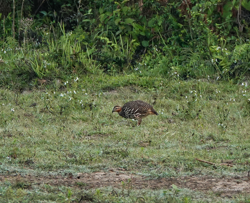 Swamp Francolin (Ortygornis gularis), photo 5