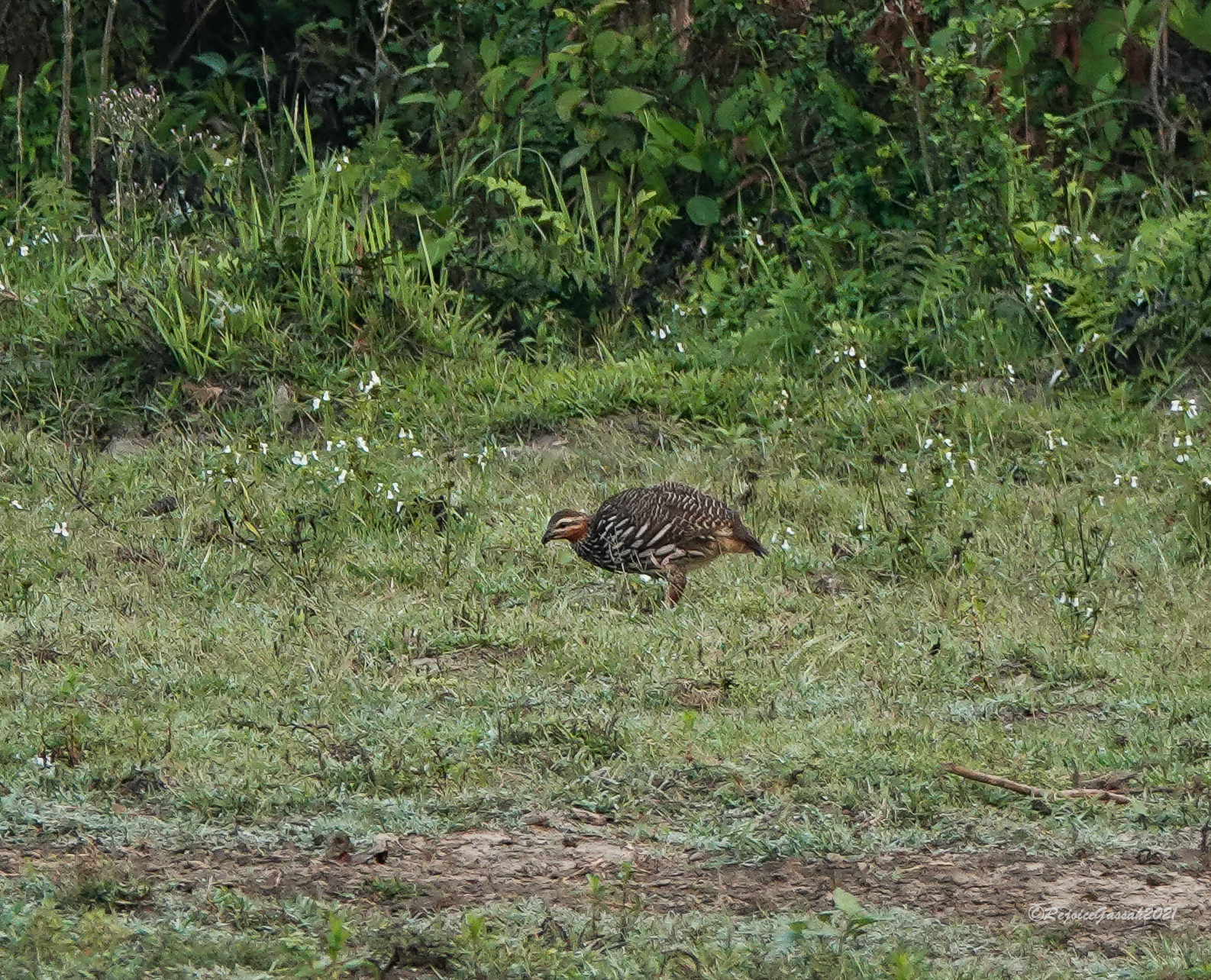 Swamp Francolin (Ortygornis gularis), photo 5