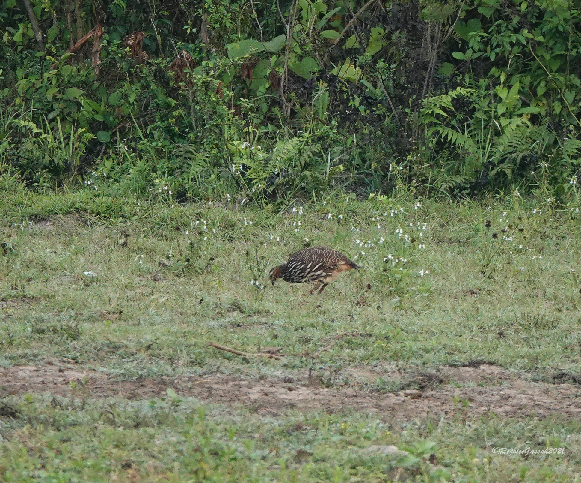 Swamp Francolin (Ortygornis gularis), photo 9