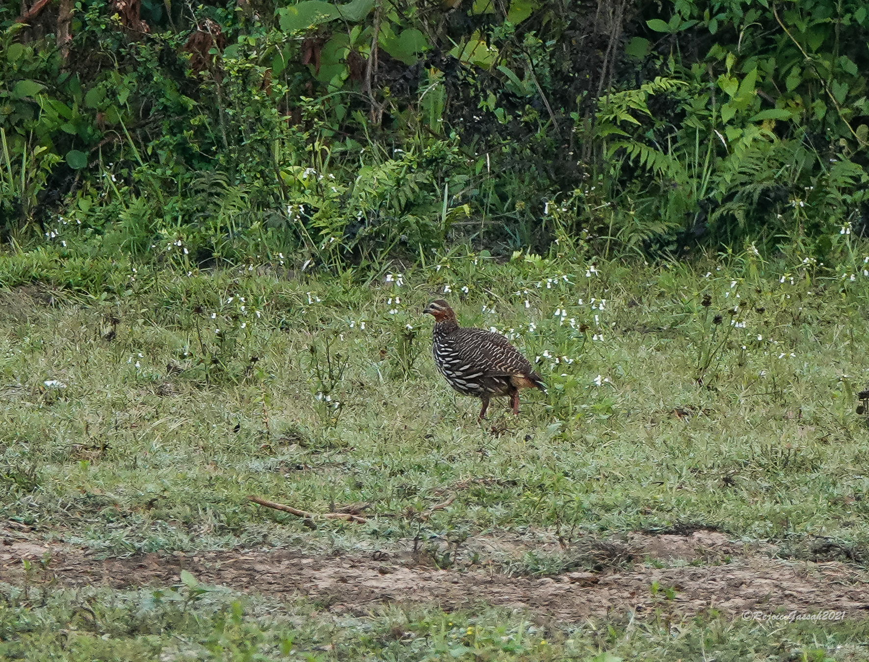 Swamp Francolin (Ortygornis gularis), photo 10