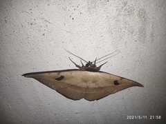 Hypopyra vespertilio