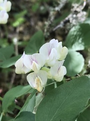 Lathyrus holochlorus