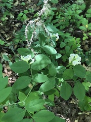 Lathyrus holochlorus