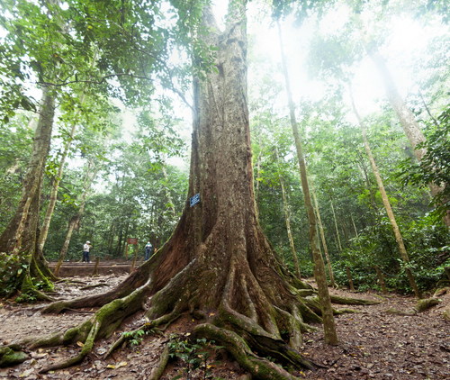 Terminalia myriocarpa