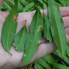 Caloptilia chalcodelta