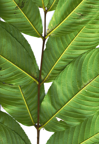 Terminalia myriocarpa