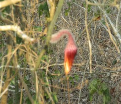 Selenicereus nelsonii