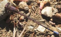 Argia emma